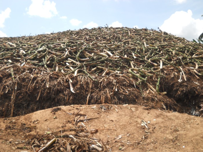 Mountain of Matooke waste in Rutooma